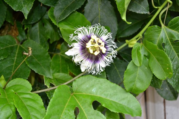 passion flower